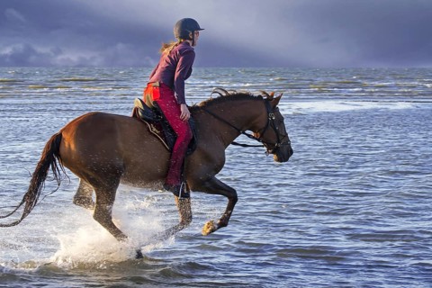 Horsewoman / female horse rider on horseback galloping through water on the beach along the North