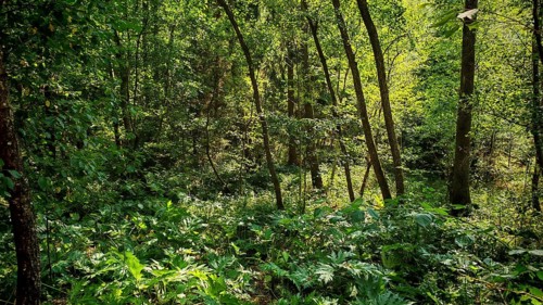 Dense green forest with lush vegetation, low light, cool, natural retreat, Obermaintal, Upper