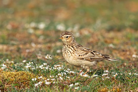 Eurasian Skylark (Alauda arvensis) perched on the ground, Oeland, Sweden