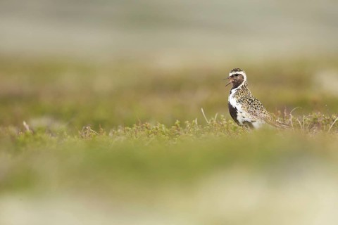 European Golden Plover (Pluvialis apricaria) calling, Dovrefjell, Norway