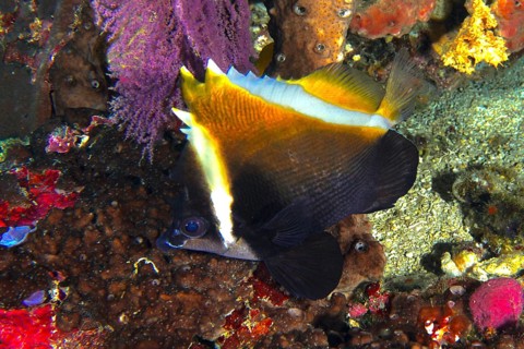A colourful fish with yellow and black stripes, the horned bannerfish (Heniochus varius), in a