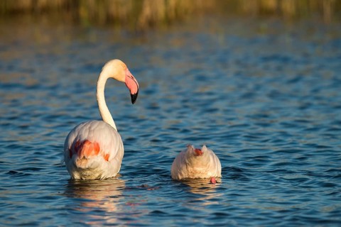 Afro-Asian Greater Flamingo, Eurasian Flamingo, European Flamingo, Granelli, Greater Flamingo,