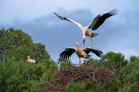 Rasmalho, Portimao, Algarve, Portugal - Stork colony, storks build nests in the pine forest. The