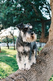 A schnauzer confidently balances on a tree branch in a sunlit park. The dog distinctive features