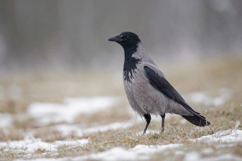 Hooded Crow (Corvus cornix) perched on snowy ground, Poland