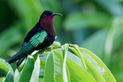 Purple-throated Carib (Eulampis jugularis) perched on a branch on the Caribbean Island of