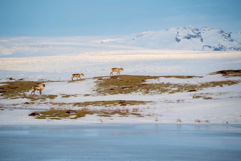 Reindeer roam across Iceland's serene, snowy landscape near a frozen lake. The image captures the