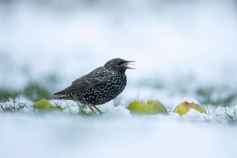 European starling (Sturnus vulgaris) adult bird feeding on an apple on a snow covered garden lawn,
