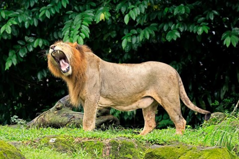 Lion (Panthera leo), adult, male, yawning
