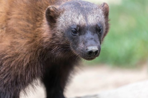 One wolverine, (Gulo gulo), frontal portrait with some green vegetation in the background