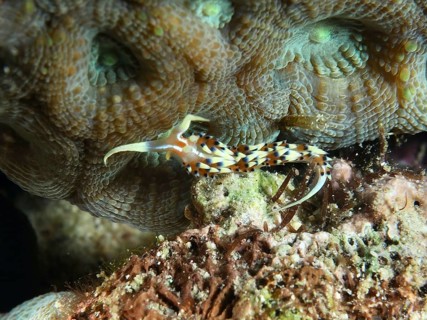 An orange-coloured, patterned sea snail, the Indian Caloria (Caloria indica), on coral, at the