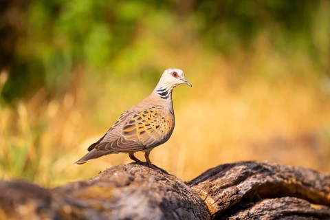 Turtle dove (Streptopelia turtur) comes to drink, Hungary