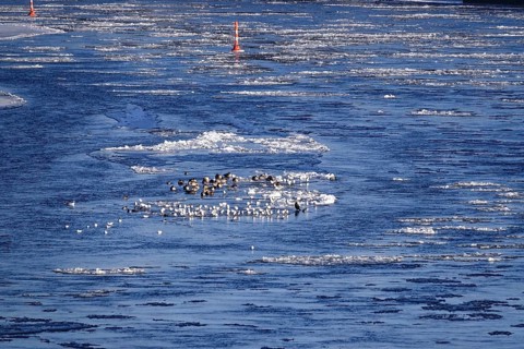 Elbe with ice floes, birds, winter, Dresden, Saxony, Germany