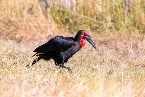 Southern ground hornbill (Bucorvus leadbeateri) Botswana, Botswana