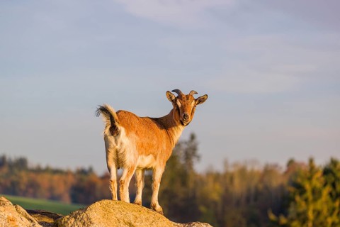 An African Pygmy goat Capra aegagrus hircus) stands on top of a rock, looking around