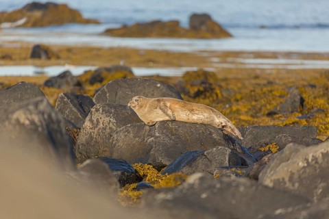 One harbor seal (Phoca vitulina), also known as the common seal, resting on a rock at the coast of