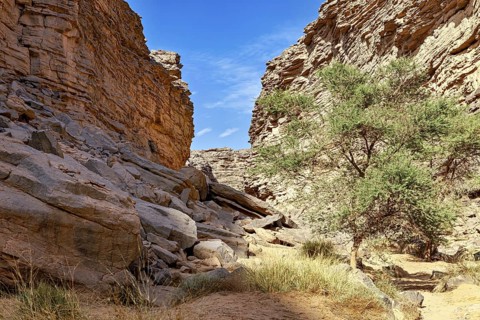Rocks and a green tree stand in a sunny, dry gorge under a blue sky, rocky landscapes and gorges in