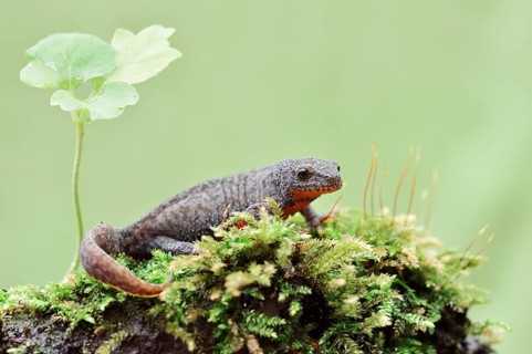 Alpine newt (Ichthyosaura alpestris) in terrestrial habitat, North Rhine-Westphalia, Germany