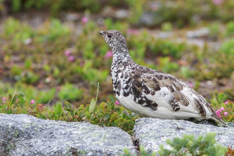 White-tailed Ptarmigan (Lagopus leucurus) in the alpine habitat of British Columbia, Canada