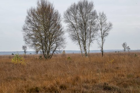 Birches (Betula pendula) in the moor, Emsland, Lower Saxony, Germany