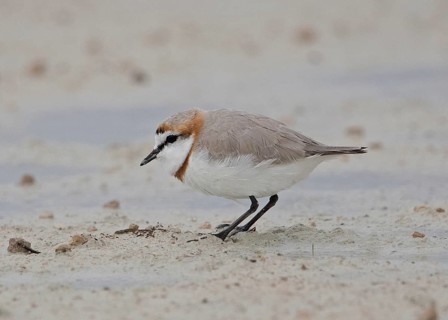 Chestnut-banded Plover (Charadrius pallidus) foraging in the mud, Namibia