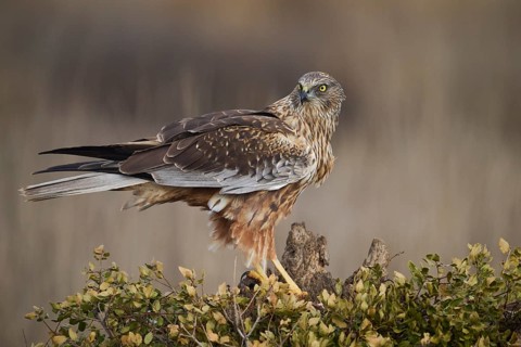 A vigilant red kite stands perched on a woody stump amid a bush, its keen eyes searching the