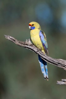 Yellow Rosella (Platycercus elegans flaveolus) male, Victoria, Australia