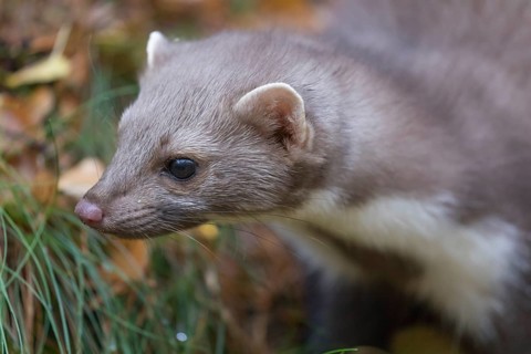 One beech marten (Martes foina) running thru a forest of pines. Trees and undergrowth around