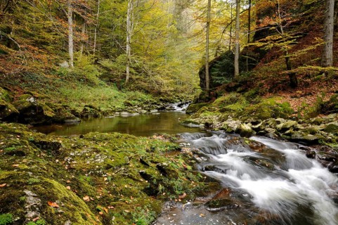 River flows through an autumnal forest with moss-covered rocks, Buchberger Leite, Bavarian Forest