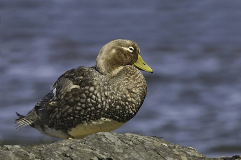 Flying Steamer Duck (Tachyeres patachonicus), Falkland Islands
