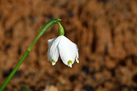 Spring snowflake (Leucojum vernum), spring knot flower, Amaryllis family (Amaryllidaceae), single