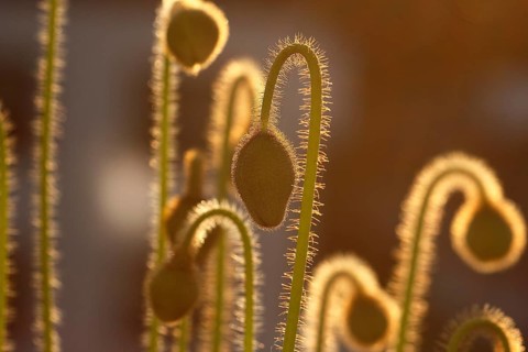 Iceland poppy (Papaver nudicaule), buds, in the evening light, North Rhine-Westphalia, Germany
