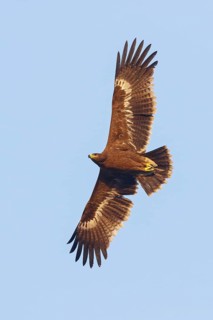Steppe eagle, (Aquila nipalensis), animals, birds, family of true eagles, flight photo, Raysut