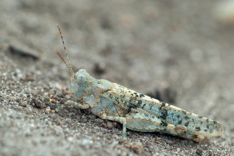 Blue-winged sandscare, Brandenburg, Caelifera, Germany, grasshoppers, short-feeler, nabu,