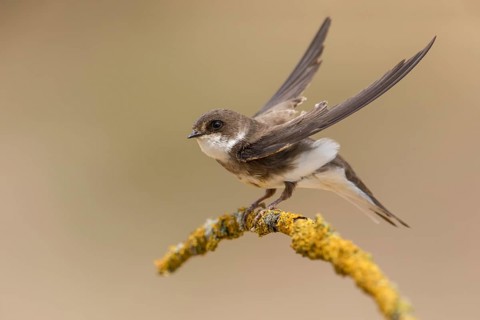 Sand Martin (Riparia riparia) flapping, perched on a branch, Poland