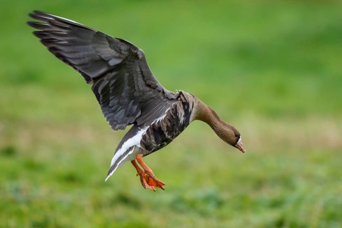 Greater White-fronted Goose (Anser albifrons) flying, North Rhine-Westphalia, Germany