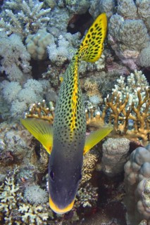 Black spotted sweetlips (Plectorhinchus gaterinus)