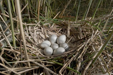 Eurasian Coot (Fulica atra), Saxony, Germany