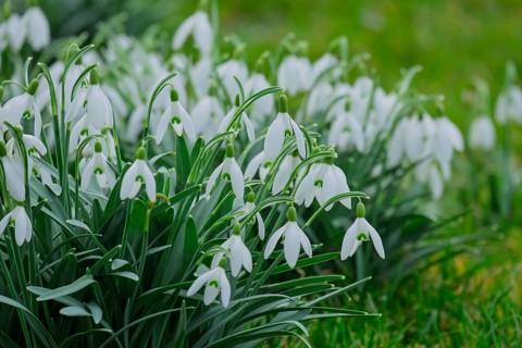 Snowdrops (Galanthus), Rhineland-Palatinate, Germany