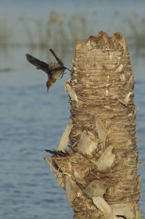Boat-tailed Grackle (Quiscalus major) at nest, Florida, USA