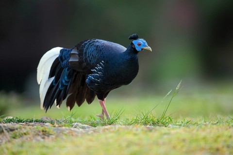 Crested Fireback (Lophura ignita rufa) male, Pahang, Malaysia