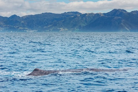 Sperm whale swimming, Kaikoura, Canterbury Region, South Island, New Zealand