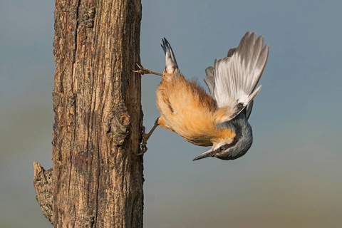 Eurasian Nuthatch (Sitta europaea) spreading wings, Aosta Valley, Italy