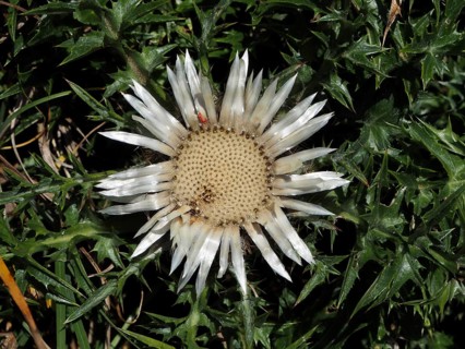 A white, symmetrical silver thistle (Carlina acaulis) nestled amongst prickly foliage, UNESCO