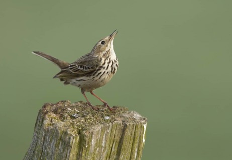 Meadow Pipit (Anthus pratensis), Schleswig-Holstein, Germany