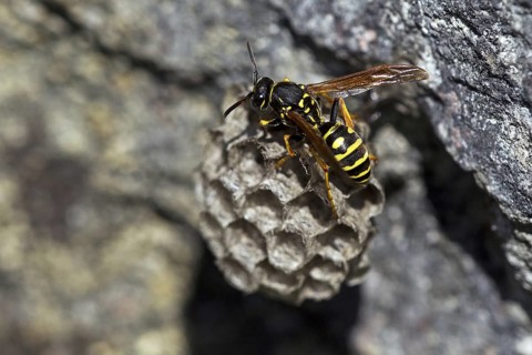 Mountain field wasp (Polistes biglumis), animals, insects, wasp, wasps, field wasp, wasps,