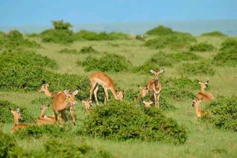 Vast green expanses with a peaceful herd of antelopes on the grasslands beneath a blue sky,