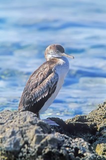 Cormorant (Phalacrocoracidae), Formentera, Balearic Islands. Spain