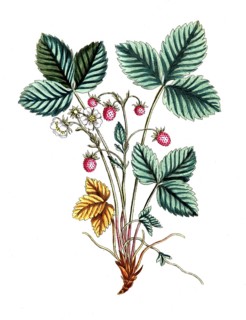 Fragaria vesca, wild strawberry, digital reproduction of a historical original, between 1790 and