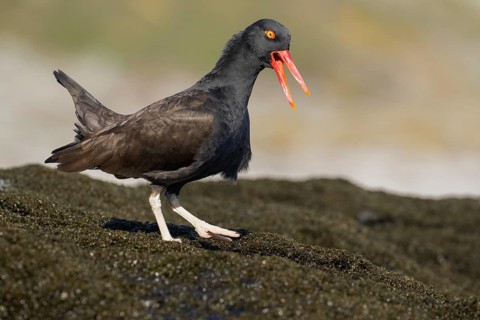 Blackish Oystercatcher (Haematopus ater) along the rocky coastline in the Falkland Islands